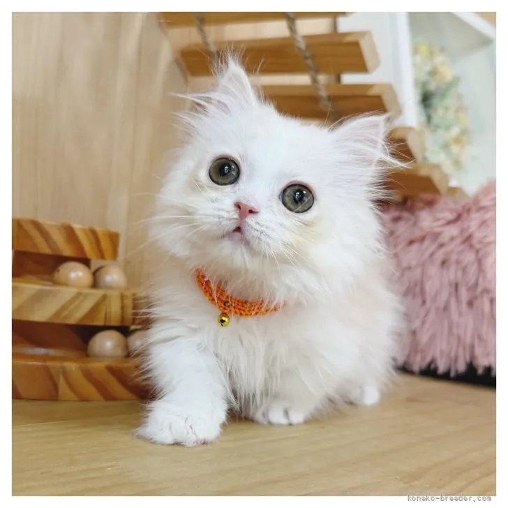 ID：2606-00544の子猫