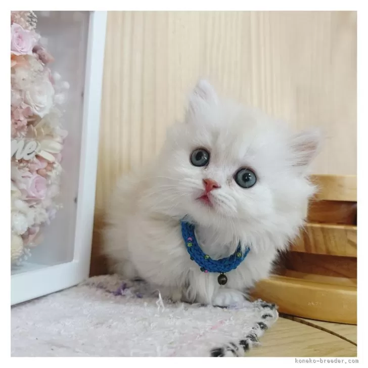 ID：2504-00660の子猫