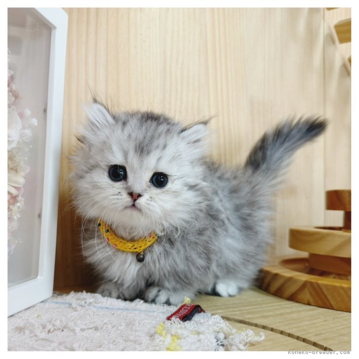 美人さん♡短足ミヌエット子猫♡ルビーちゃん♡アートドール♡ぬいぐるみ♡ ミヌエット(短足)【長野県・女の子・2026年4月13日・ブルー・シルバー