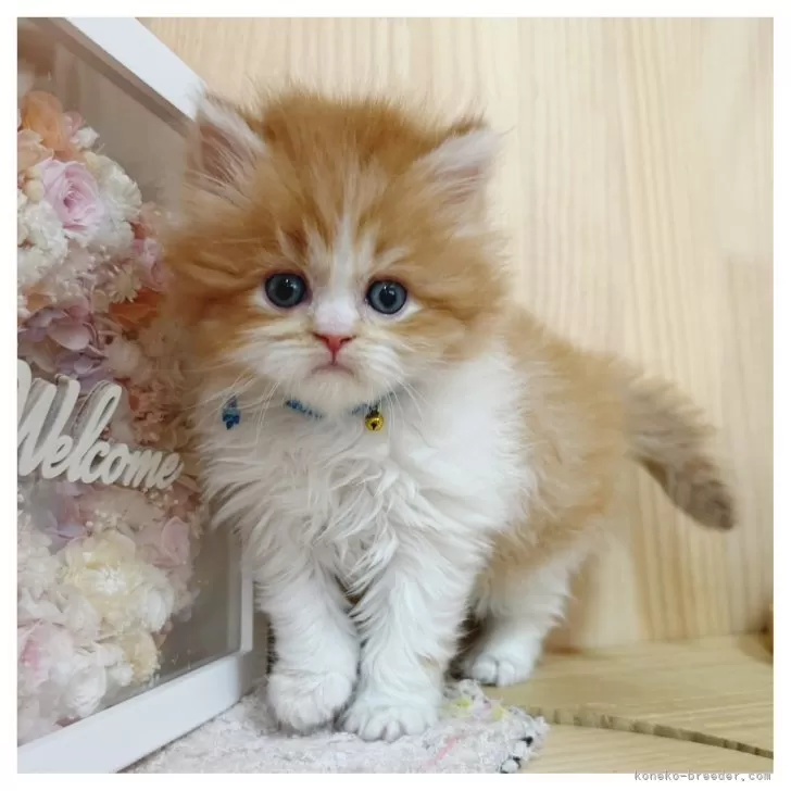 ID：2603-01213の子猫