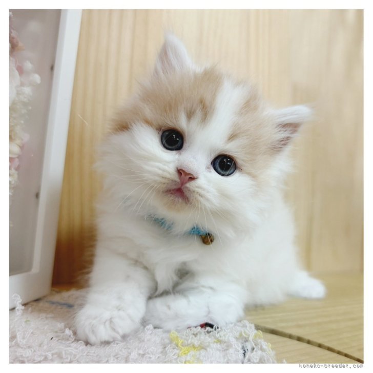 ブリーダー画像