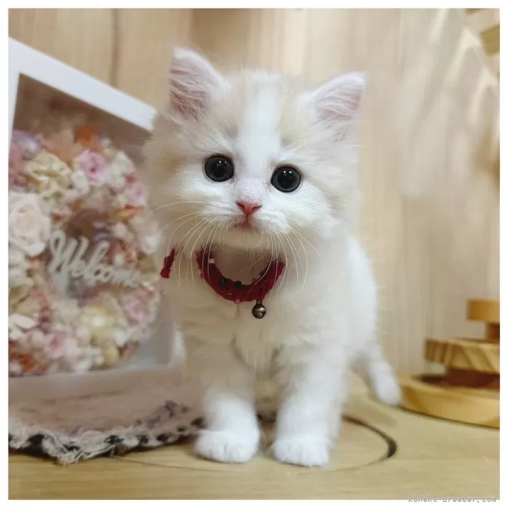 しーちゃん 様のお迎えした子猫