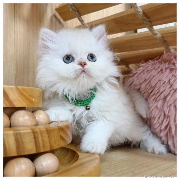ID：2607-00621の子猫