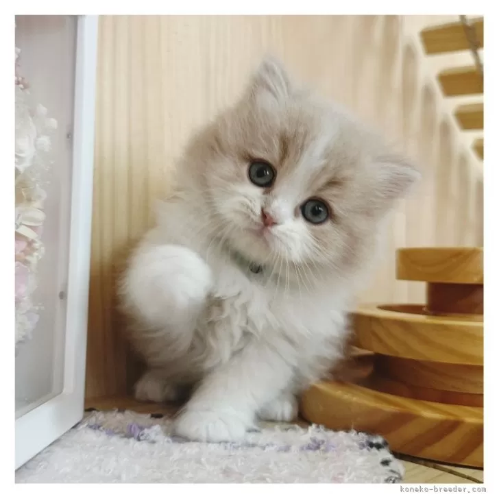 ミヌエット(長足)【長野県・男の子・2025年2月21日・カメオタビー&amp;ホワイト】の写真1