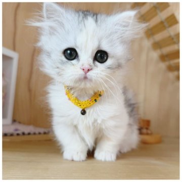 ミヌエット(短足)【長野県・女の子・2025年10月2日・シルバーパッチドタビー&ホワイト】の写真「甘えんぼう女の子💓」