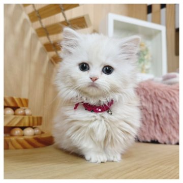 ミヌエット(短足)【長野県・女の子・2025年9月7日・クリームタビー&ホワイト】の写真「美人猫ちゃん💓‪」