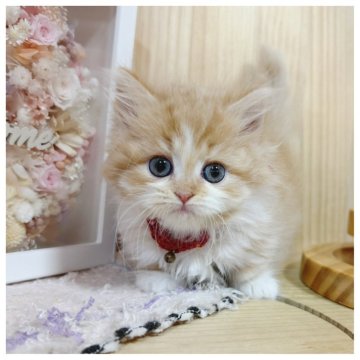 ミヌエット(長足)【長野県・女の子・2025年9月6日・レッドタビー&ホワイト】の写真「可愛いお顔の短足女の子🎀🌟」