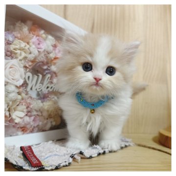 ミヌエット(短足)【長野県・男の子・2025年3月10日・レッド&ホワイト】の写真「可愛い💛」