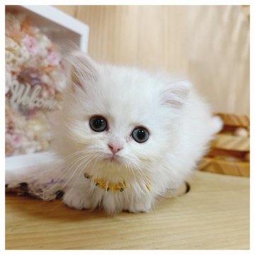 ミヌエット(短足)【長野県・女の子・2025年9月7日・クリームタビー&ホワイト】の写真「可愛い女の子🎀」