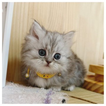 ミヌエット(短足)【長野県・女の子・2025年9月21日・シルバータビー】の写真「可愛い女の子💓💓」