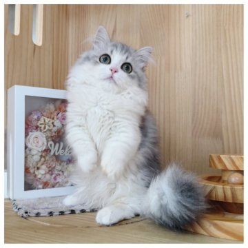 ミヌエット(短足)【長野県・女の子・2025年7月25日・ブルータビー&ホワイト】の写真「ぱっちりお目目の女の子💓」