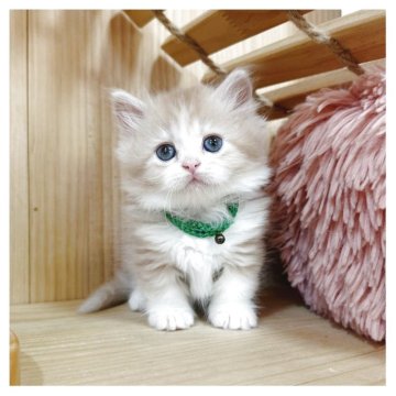 マンチカン(短足)【長野県・男の子・2025年4月24日・レッドタビー&ホワイト】の写真「可愛い短足🐾女の子💕」