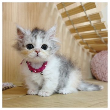 ミヌエット(短足)【長野県・女の子・2025年10月8日・シルバーパッチドタビー&ホワイト】の写真「おめめぱっちり美人💓甘えんぼうさん💓」