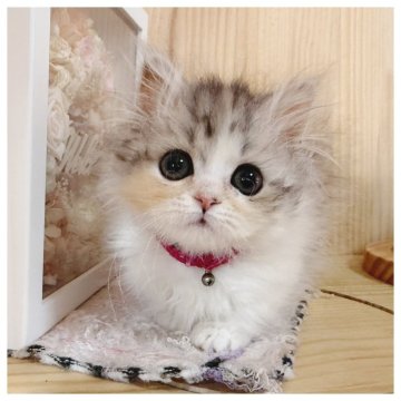 ミヌエット(短足)【長野県・女の子・2025年10月8日・シルバーパッチドタビー&ホワイト】の写真「おめめぱっちり美人💓甘えんぼうさん💓」