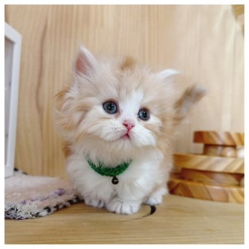 ミヌエット(短足)【長野県・男の子・2025年10月17日・レッドタビー&ホワイト】の写真「おっとり男の子🧡」