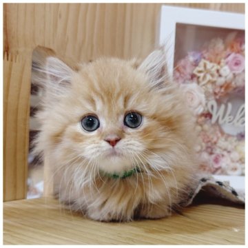 ミヌエット(短足)【長野県・男の子・2025年8月13日・レッドタビー】の写真「イケメン︎🌟」