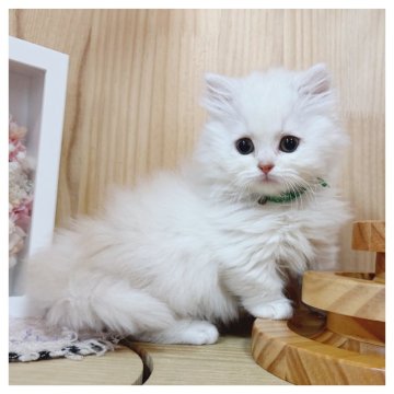 ミヌエット(短足)【長野県・男の子・2025年9月7日・クリームタビー&ホワイト】の写真「可愛い男の子🌟」