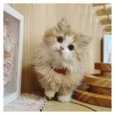 ミヌエット(短足)【長野県・女の子・2024年10月23日・レッドタビー&ホワイト】の写真1