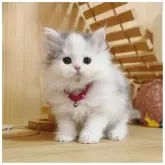 ミヌエット(長足)