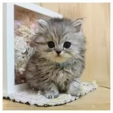 ミヌエット(長足)