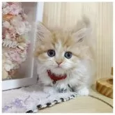 ミヌエット(長足)