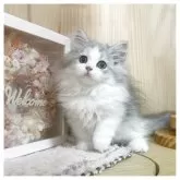 ミヌエット(長足)