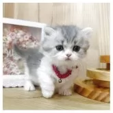 ミヌエット(短足)