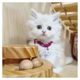 ミヌエット(長足)