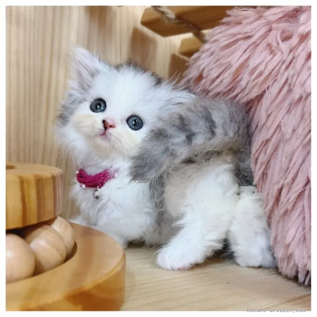 美人さん♡短足ミヌエット子猫♡ルビーちゃん♡アートドール♡ぬいぐるみ♡ ミヌエット(短足)【長野県・女の子・2026年6月1日・ホワイト系/ブルー