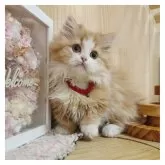 ミヌエット(短足)【長野県・女の子・2024年10月23日・レッドタビー&ホワイト】の写真2