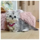 ミヌエット(短足)【長野県・女の子・2025年8月28日・シルバーパッチドタビー】の写真2