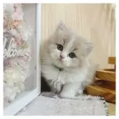 ミヌエット(長足)【長野県・男の子・2025年2月21日・カメオタビー&ホワイト】の写真3