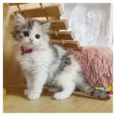 ミヌエット(長足)【長野県・女の子・2025年2月24日・キャリコ】の写真3