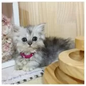 ミヌエット(短足)【長野県・女の子・2025年8月28日・シルバーパッチドタビー】の写真3