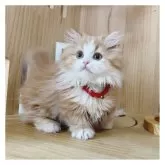 ミヌエット(短足)【長野県・女の子・2024年10月23日・レッドタビー&ホワイト】の写真3