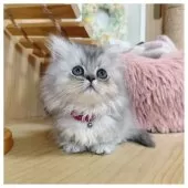 ミヌエット(短足)【長野県・女の子・2025年8月31日・ブルークリーム】の写真4