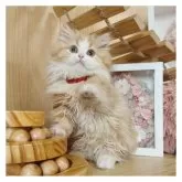 ミヌエット(短足)【長野県・女の子・2024年10月23日・レッドタビー&ホワイト】の写真5