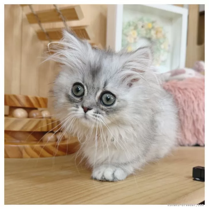 ミヌエット(短足)【長野県・女の子・2025年8月31日・ブルークリーム