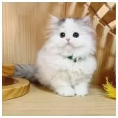 ミヌエット(長足)【長野県・女の子・2025年10月25日・ブルータビー&ホワイト】の写真6