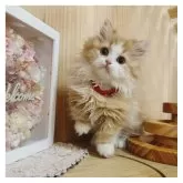 ミヌエット(短足)【長野県・女の子・2024年10月23日・レッドタビー&ホワイト】の写真6