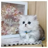 ミヌエット(短足)【長野県・男の子・2025年10月3日・シルバータビー&ホワイト】の写真6