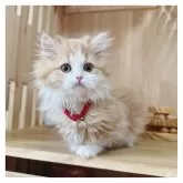 ミヌエット(短足)【長野県・女の子・2024年10月23日・レッドタビー&ホワイト】の写真8