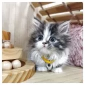 ミヌエット(短足)【長野県・女の子・2025年4月27日・キャリコ】の写真9