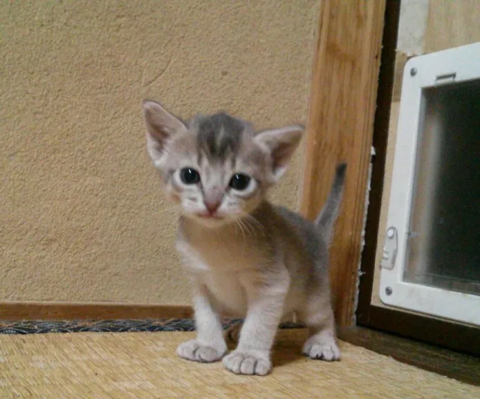 ID:1406-00031の子猫