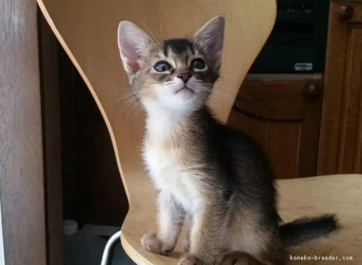 mimi 様のお迎えした子猫