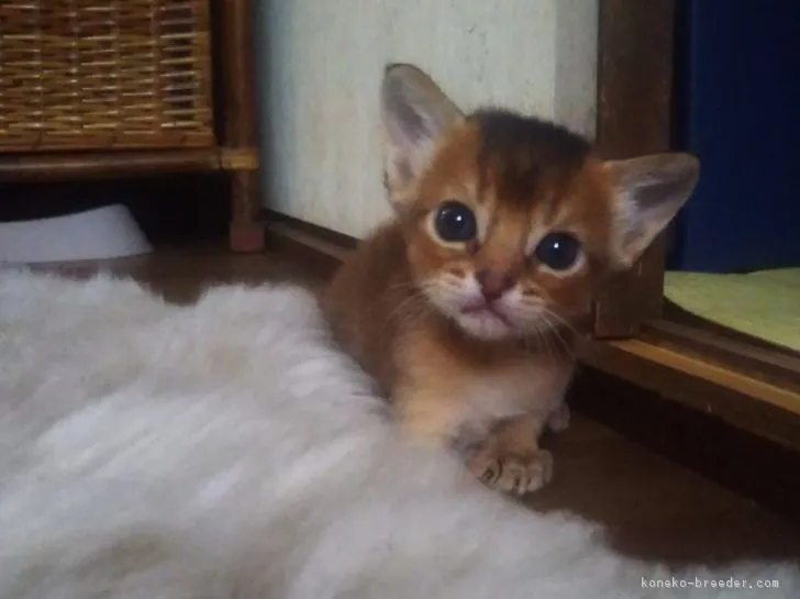 ID：1706-01383の子猫