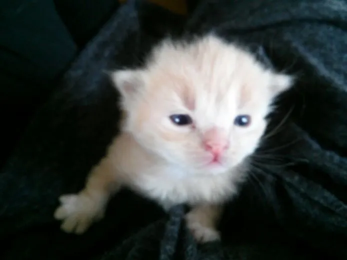 ID:1407-00317の子猫