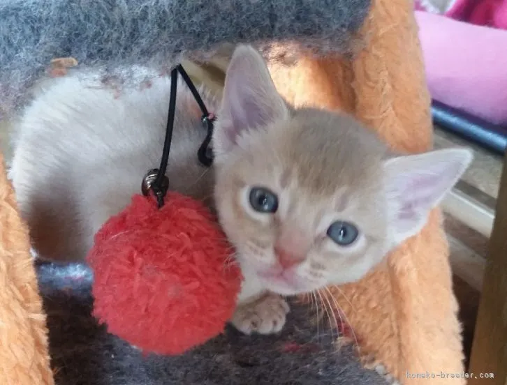 ID:1603-00563の子猫