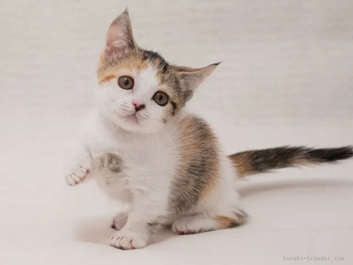 ID：2203-01459の子猫