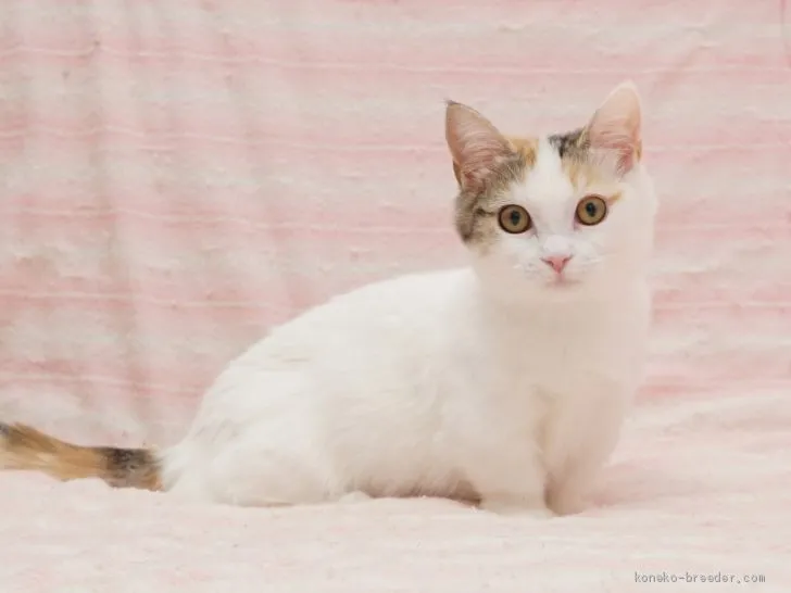 ID:1910-00088の子猫